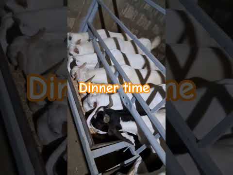 Dinner time 🤪🐐#goat #bakraeid