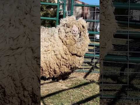 چطور پشم گوسفندها کوتاه میشه؟!