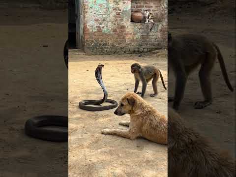 Monkey Knows Kung Fu! 💥🐒 #monkey #funny #animals #shorts