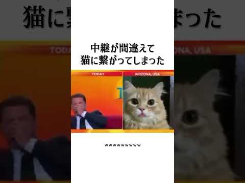 中継が猫に