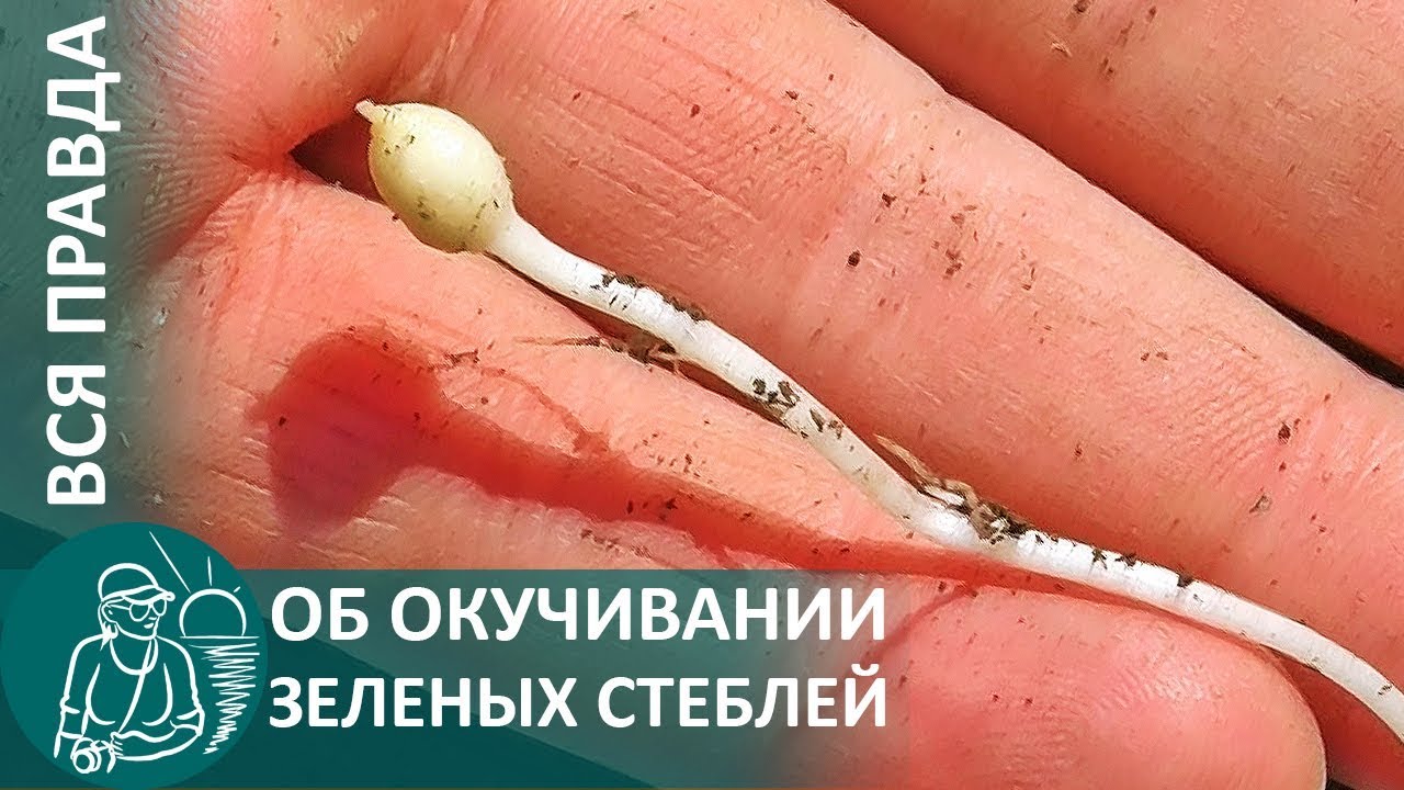 Вся правда об окучивании картофеля: столоны и корни на зеленых стеблях как растет картошка
