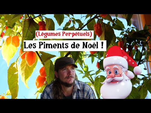 Les Piments de Noël !