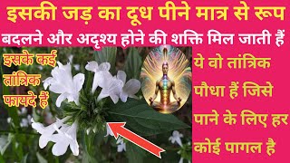 रूप बदलने और अदृश्य होने की शक्ति देने वाला तांत्रिक पौधा इसका 1 चम्मच दूध शक्तियों से भर देता है//