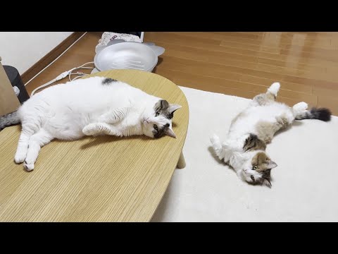 暑さでちょっと涼しい場所にいる猫たちのかわいい表情 サムネイル