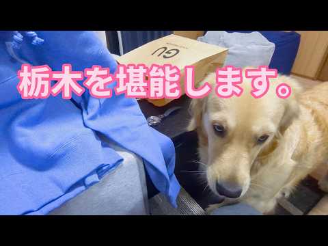 これからは栃木県を堪能します。ゴールデンレトリバーティト