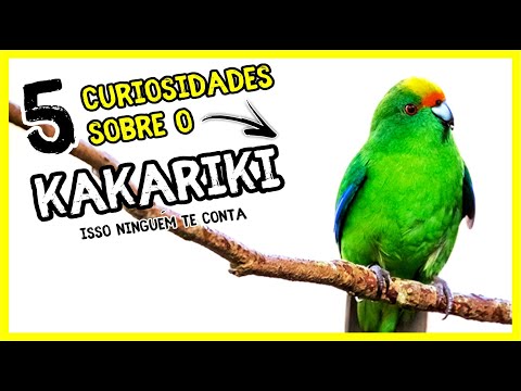 5 CURIOSIDADES SOBRE O KAKARIKI - QUE VOCÊ PRECISA SABER!