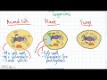 Cell Types and Their Functions