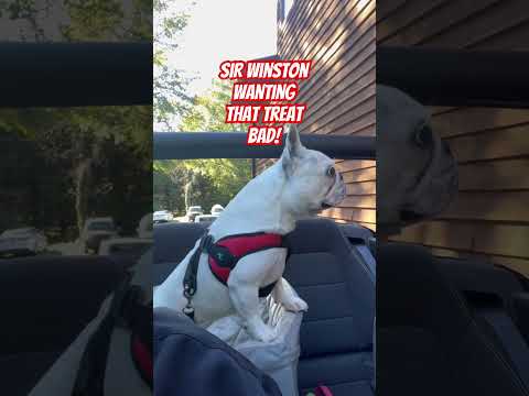 You got any dem treats? #treat #dogtalk  #frenchbulldog #frenchie @animalarkveterinaryhospita4609