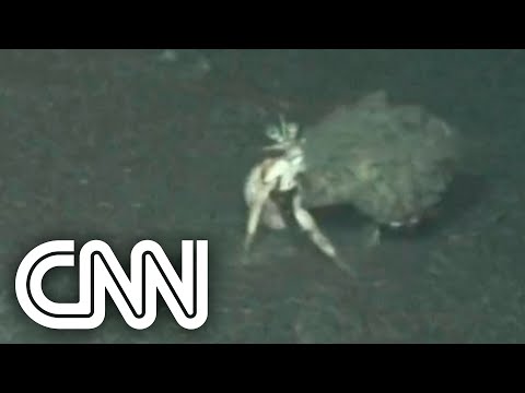 Cinzas do vulcão de La Palma afetam a vida marinha #Shorts