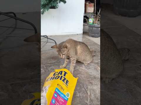 Kasih makan kucing yg kosong😱😂