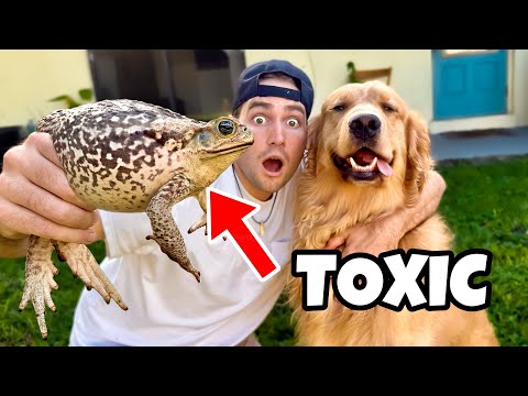 PROTECTING my DOG from TOXIC TOADS ! POISONOUS !!