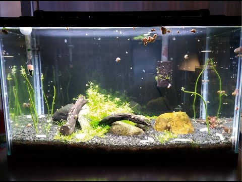 Cherry Shrimp Tank Plant Regeneration Its been awhile since I last uploaded an update video, hoping to get back into the flow of things. T