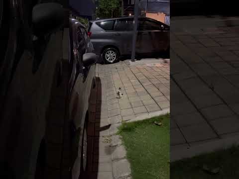 Adik Kucing Puman Lucu Banget #cat #nizamkucinglucu #funny #貓咪日常 #cute #imut #貓 #pets #kitten