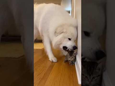 Mama Cat vs. GIANT Great Pyrenees! The Hiss That WON 😼🏔️💥👶
