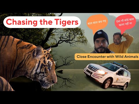 Jungle me Bal Bal Bach Gaye #tiger #wildlife #tigerattack #jungle #ranthambore #viral #nature