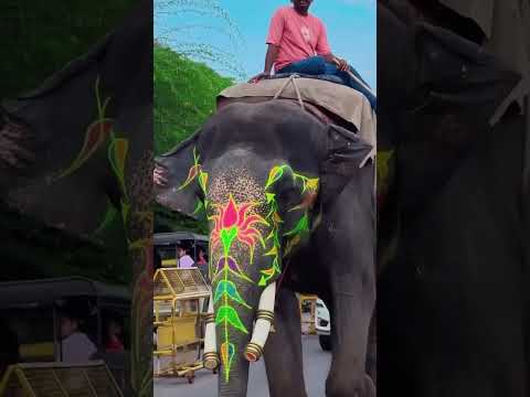 🐘 Fun Park Ride — With Majestic Elephants #elephant #tagsforlikes