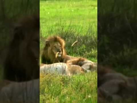 Две истории спасение животными людей. Two stories of animals saving people. #shorts