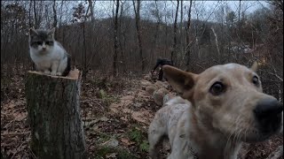 How to get seasoned firewood quick