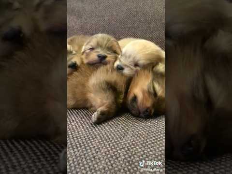 OMG! they are so cute😍 #baby #pets #cute #cutepet #animals #cuteanimal #sleep #shorts