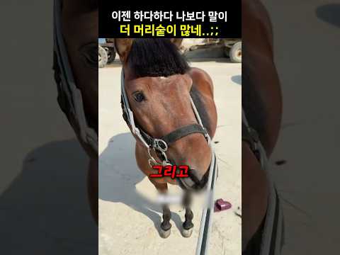 이젠 하다하다 나보다 말이 더 머리숱이 많네..;;