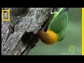 Lovebirds and Their Habitat