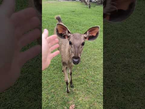 Путешествие на мотоцикле. Тайланд. Начало. #путешествия #таиланд #мото