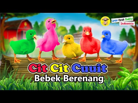 LAGU ANAK CIT CIT CUIT BEBEK BERENANG - Lagu Anak Indonesia