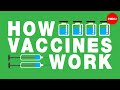 Understanding Vaccines and the Immune System