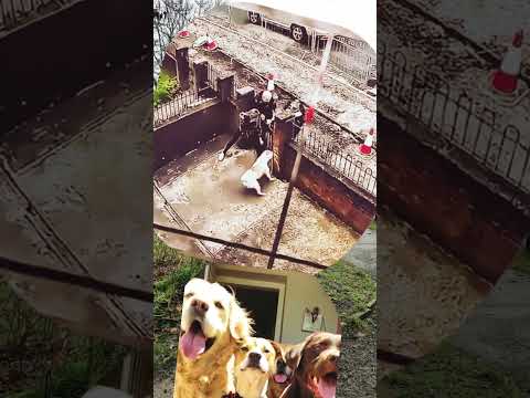 Morals of the story... don't enter property uninvited, don't own a dog you can't control.