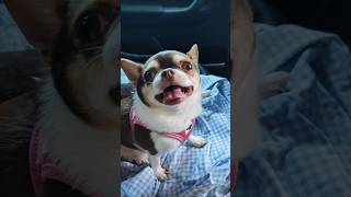 Doggies are excited for a car trip. #chihuahua #dog
