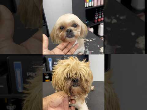 Tinha uma craca nos olhos desse cachorro. #petcare #pet #cachorro #petshop #banhoetosa #pets