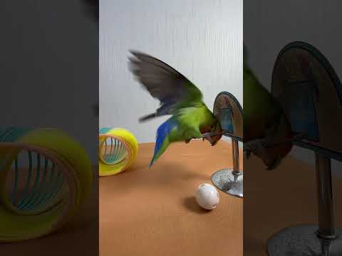 Bird Training : Smart lovebird Parrot | Smart Little Cute Parrot #training #smartparrot #cute