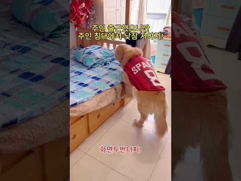 <strong>주인</strong> 퇴근하기 전까지 이제 내 세상이다!