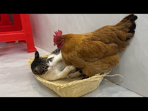 The kitten is very angry?❗️It's so funny and cute! The hen insisted on sleeping with the kitten?