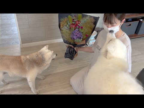 家族になってくれてありがとう。とお祝いしてくれる大好きな柴犬とサモエド サムネイル