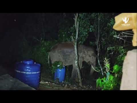 Wild Elephant Eats Jackfruit from Tree in Front of House in Nilgiris