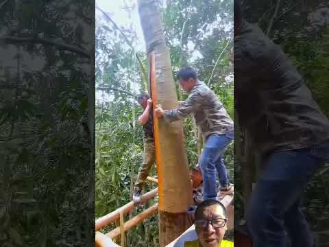 thu hoạch vỏ quế nhìn đã quá #woodworking