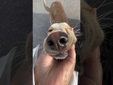 إدوهم فرصة..كفاية ظلم في حقهم 🙏🩵 #baladidogs #straydogs #dogs