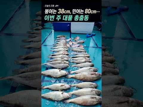 붕어는 38cm, 민어는 80cm… 이번 주 대물 총출동 #FTV #조황정보 #붕어낚시 #<strong>바다낚시</strong> #루어낚시