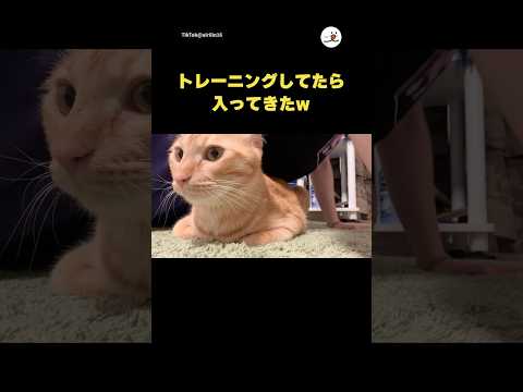猫のかわいい瞬間と「おもっ」反応の秘密について サムネイル