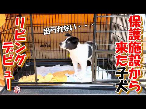 【保護犬　子犬】保護施設からやってきた子犬お名前決定！＋おまけコーナー
