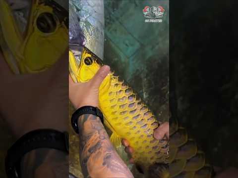 feeding for arapaima #trending #bluebettafish #viralvideo #arapaimafeeding