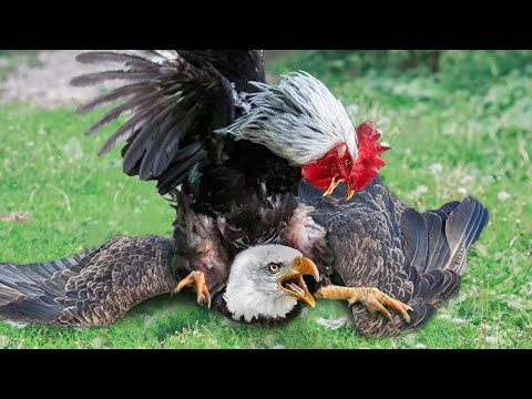 The Remarkable Account Of A Hen's Courageous Fight Against A Savage Eagle To Keep Her Chicks Safe