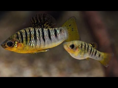 Rare Fish Species - Limia Trident *Tiburon* New Aquascape Setup - Planted Aquarium (Limia Tridens Tiburon, Zebra Pleco, Dwarf Lobster)


Welcome