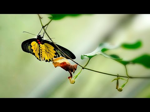 黃裳鳳蝶的一生 Troides Aeacus - YouTube(1分33秒)