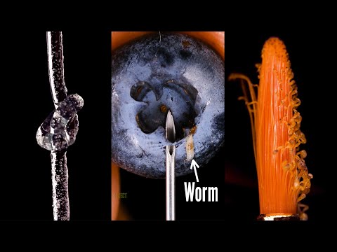 Melting Fishing Line | Wormy Berry | Melting Brush | Close-Up