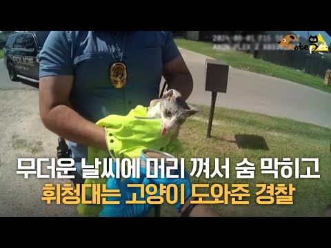 무더운 날씨에 '머리 끼인 채'.. 떠돌던 고양이 도와준 경찰