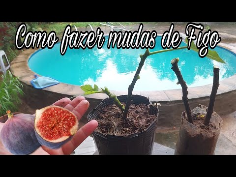 Como fazer mudas de FIGO!