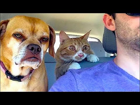 The funniest animals / Fun with cats and dogs 2024 / LA #210