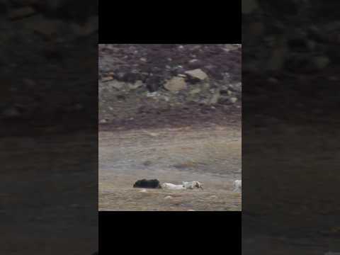 Even Famished, These Hunters Refuse to Prey on the Weak #animals #wildlife #shorts #video